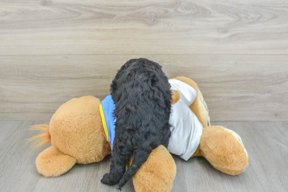 Fluffy Cockapoo Poodle Mix Pup