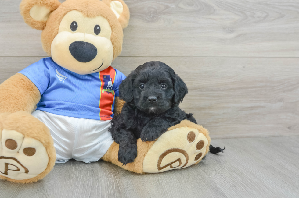 6 week old Cockapoo Puppy For Sale - Florida Fur Babies