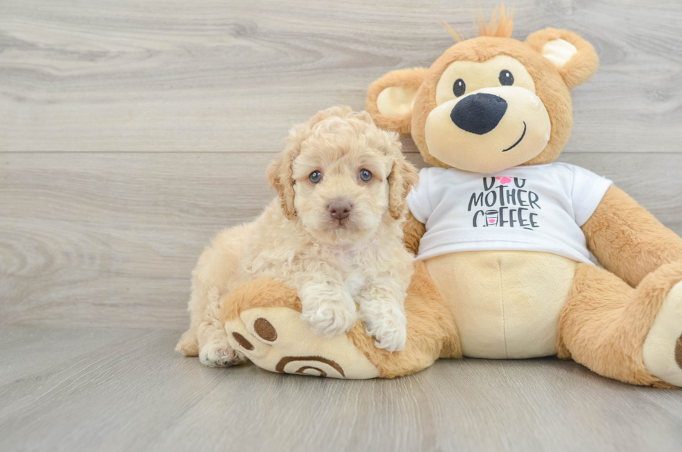 5 week old Cockapoo Puppy For Sale - Florida Fur Babies