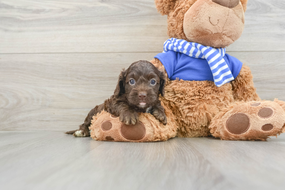 Cockapoo Puppy for Adoption