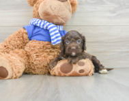 6 week old Cockapoo Puppy For Sale - Florida Fur Babies