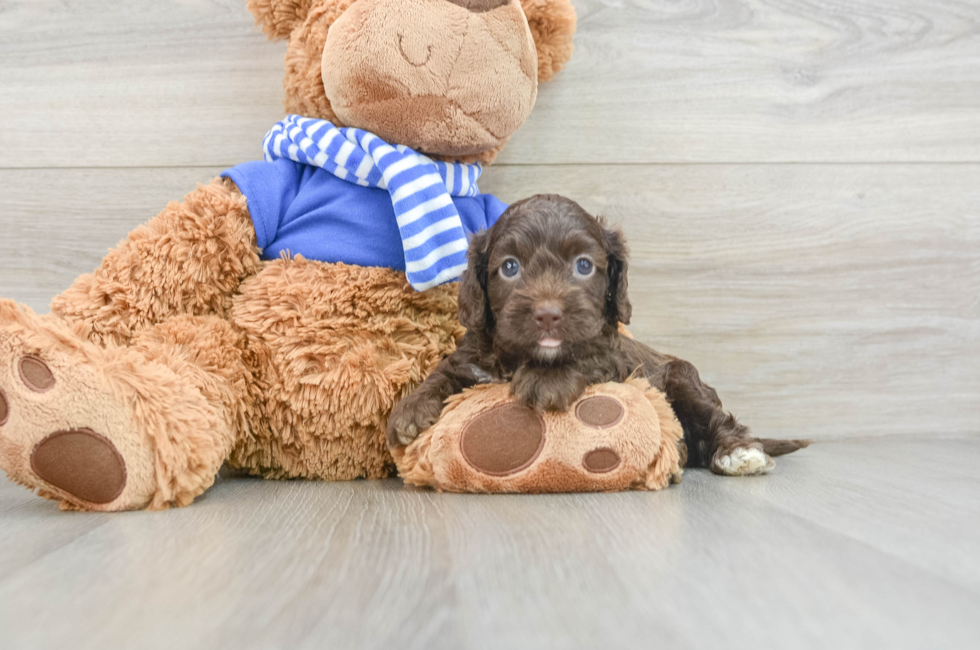 5 week old Cockapoo Puppy For Sale - Florida Fur Babies