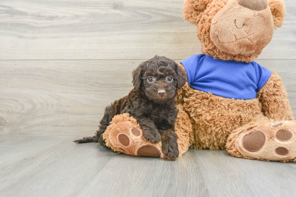 Energetic Cocker Doodle Poodle Mix Puppy