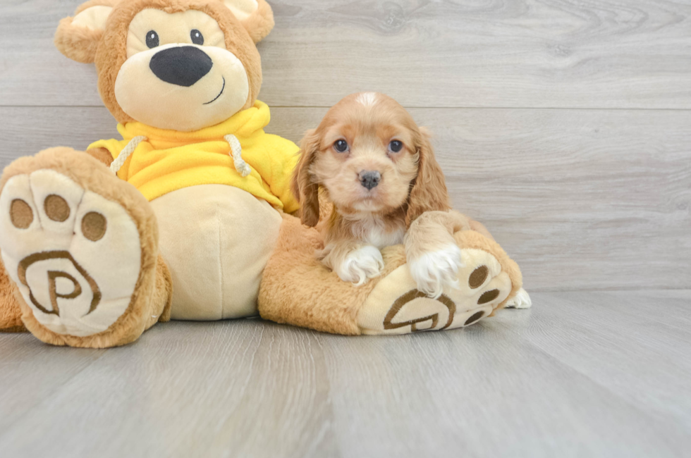6 week old Cocker Spaniel Puppy For Sale - Florida Fur Babies