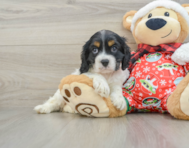 5 week old Cocker Spaniel Puppy For Sale - Florida Fur Babies