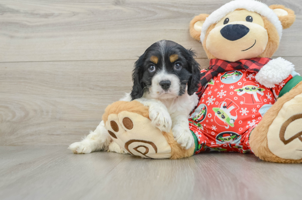 5 week old Cocker Spaniel Puppy For Sale - Florida Fur Babies