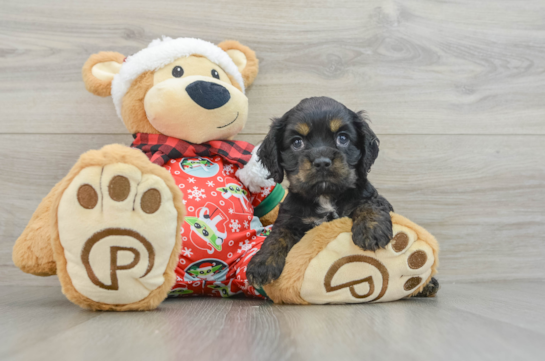 Cocker Spaniel Pup Being Cute