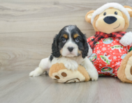 5 week old Cocker Spaniel Puppy For Sale - Florida Fur Babies