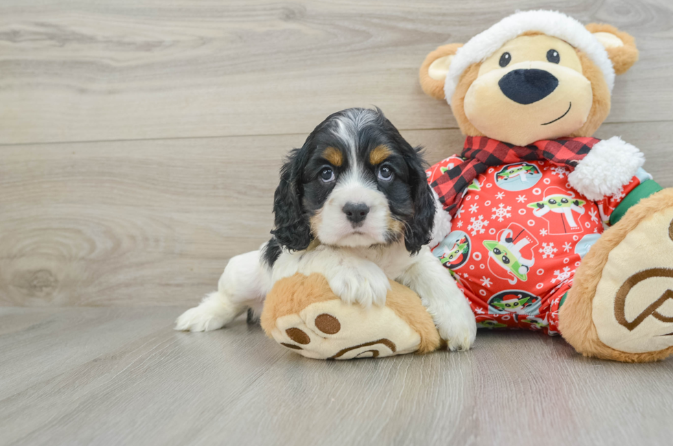 5 week old Cocker Spaniel Puppy For Sale - Florida Fur Babies