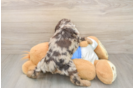 Cute Cocker Spaniel Purebred Puppy