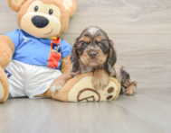 5 week old Cocker Spaniel Puppy For Sale - Florida Fur Babies