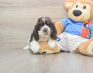 5 week old Cocker Spaniel Puppy For Sale - Florida Fur Babies