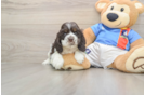 Cute Cocker Spaniel Purebred Puppy