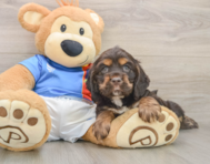 5 week old Cocker Spaniel Puppy For Sale - Florida Fur Babies