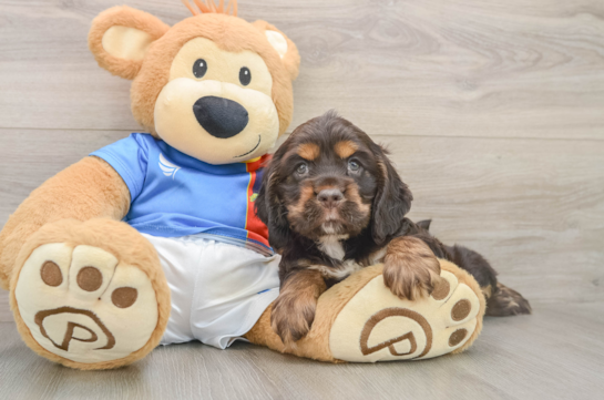 Best Cocker Spaniel Baby