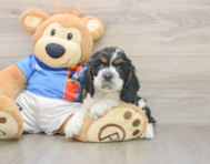 7 week old Cocker Spaniel Puppy For Sale - Florida Fur Babies