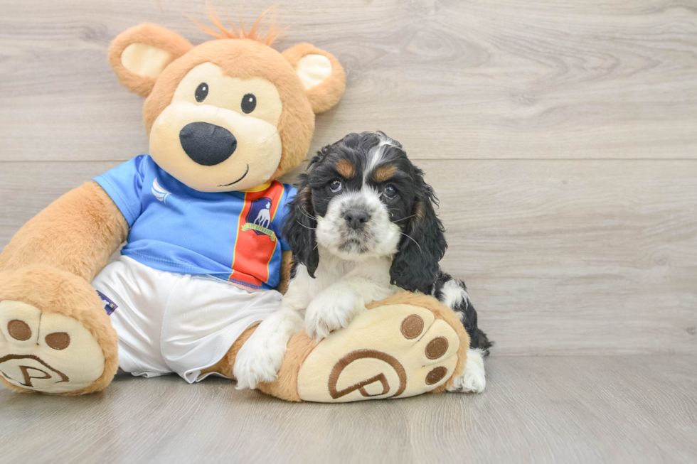Cocker Spaniel Puppy for Adoption
