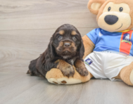 5 week old Cocker Spaniel Puppy For Sale - Florida Fur Babies
