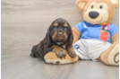 Cute Cocker Spaniel Purebred Puppy