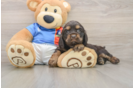 Cocker Spaniel Puppy for Adoption