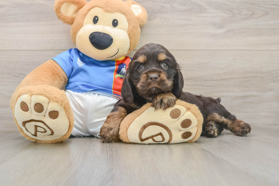 Cocker Spaniel Puppy for Adoption