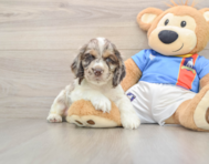 5 week old Cocker Spaniel Puppy For Sale - Florida Fur Babies