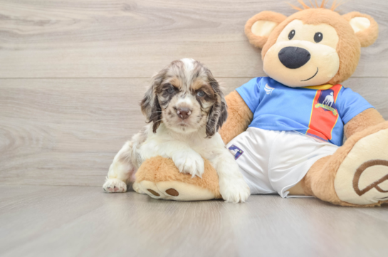 Cocker Spaniel Pup Being Cute