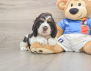 5 week old Cocker Spaniel Puppy For Sale - Florida Fur Babies