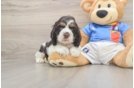 Cute Cocker Spaniel Purebred Puppy