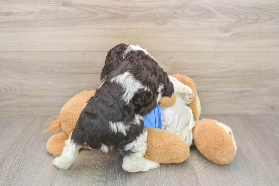 Cute Cocker Spaniel Baby