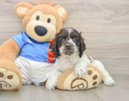 5 week old Cocker Spaniel Puppy For Sale - Florida Fur Babies