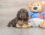 5 week old Cocker Spaniel Puppy For Sale - Florida Fur Babies
