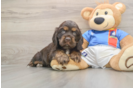 Cute Cocker Spaniel Purebred Puppy