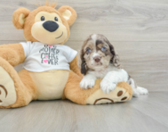 5 week old Cocker Spaniel Puppy For Sale - Florida Fur Babies