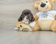 6 week old Cocker Spaniel Puppy For Sale - Florida Fur Babies