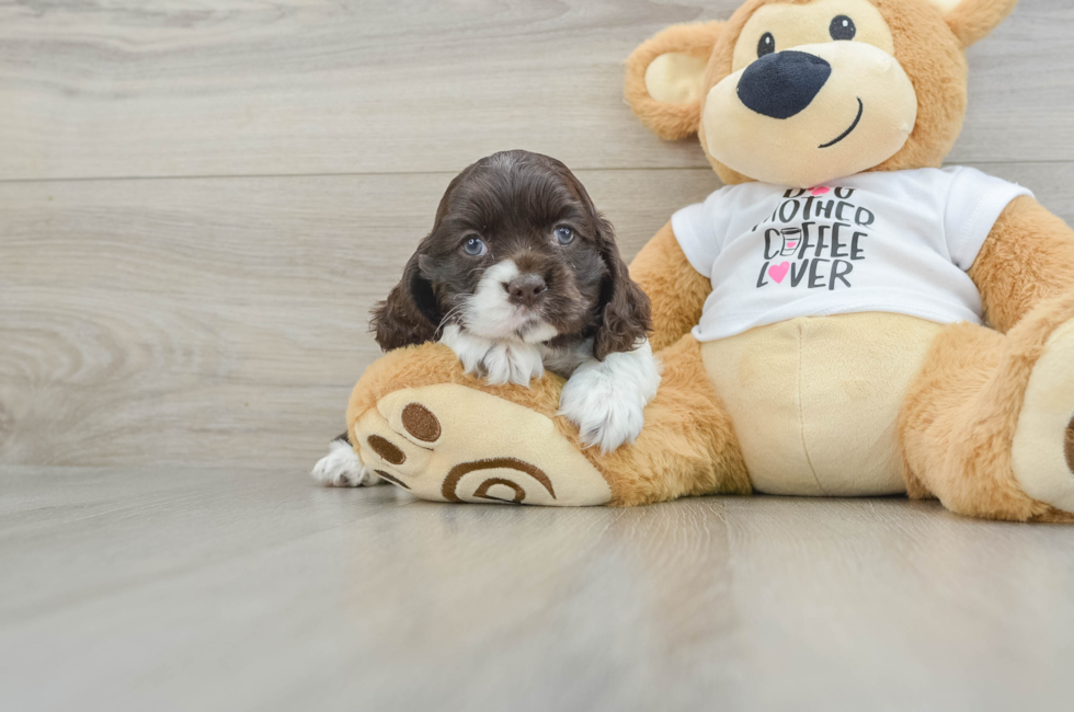 6 week old Cocker Spaniel Puppy For Sale - Florida Fur Babies