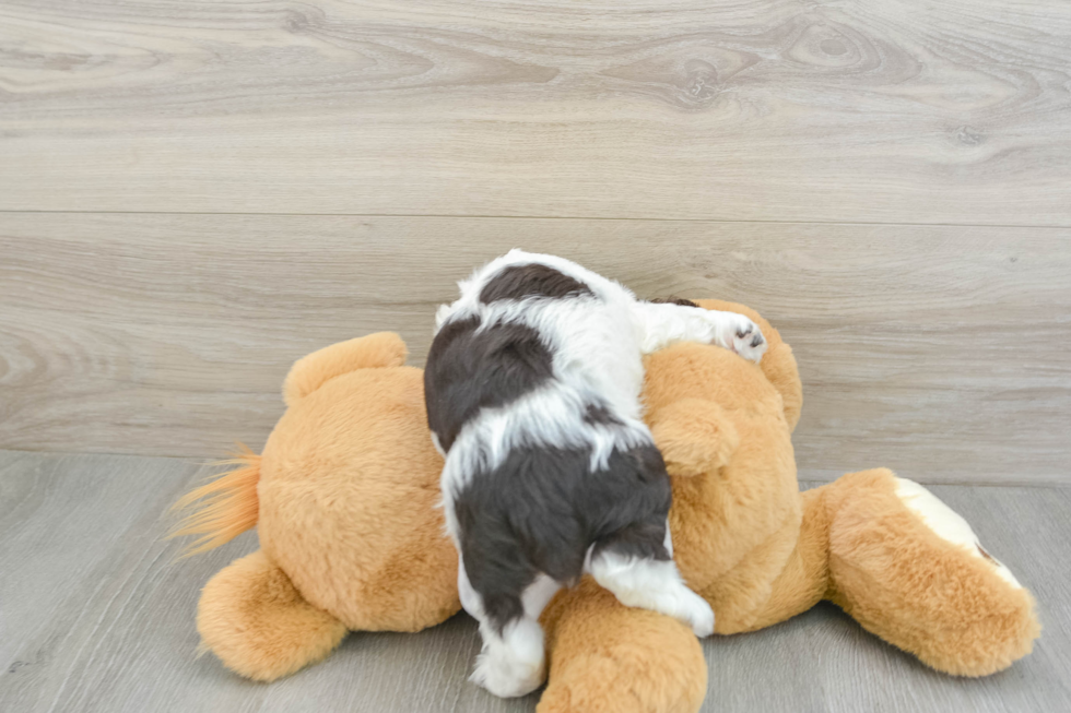 Best Cocker Spaniel Baby