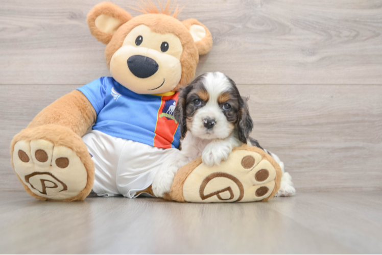 Best Cocker Spaniel Baby