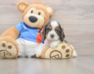 5 week old Cocker Spaniel Puppy For Sale - Florida Fur Babies