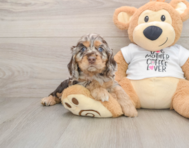 5 week old Cocker Spaniel Puppy For Sale - Florida Fur Babies