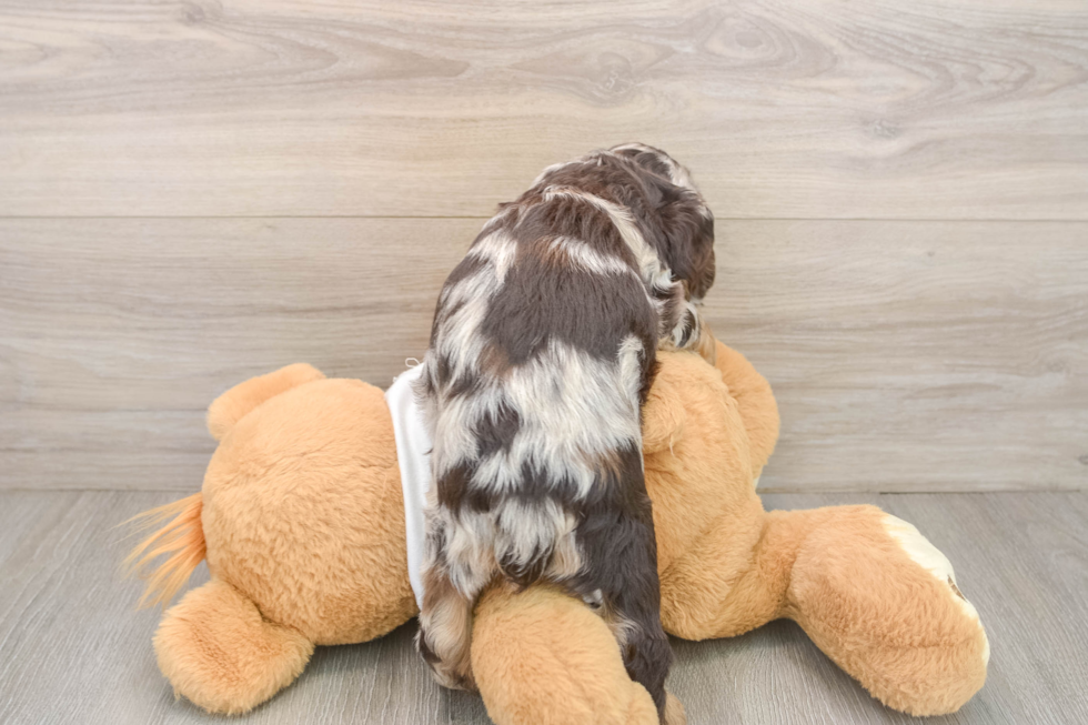Cocker Spaniel Puppy for Adoption