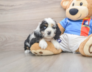 5 week old Cocker Spaniel Puppy For Sale - Florida Fur Babies