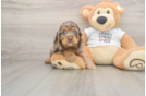 Cute Cocker Spaniel Baby