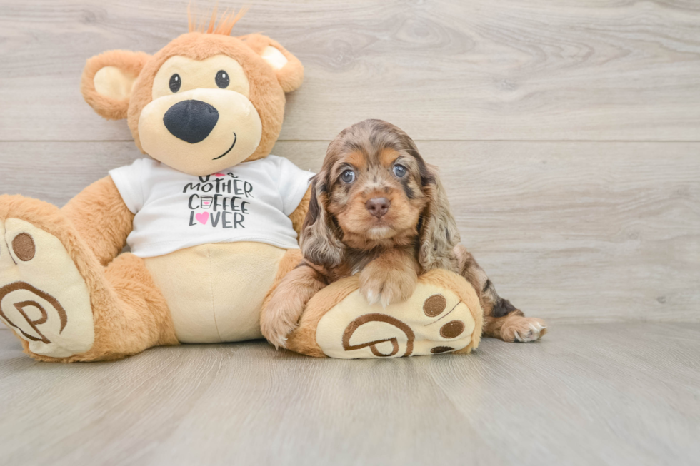 Cute Cocker Spaniel Baby