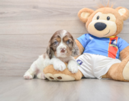 5 week old Cocker Spaniel Puppy For Sale - Florida Fur Babies
