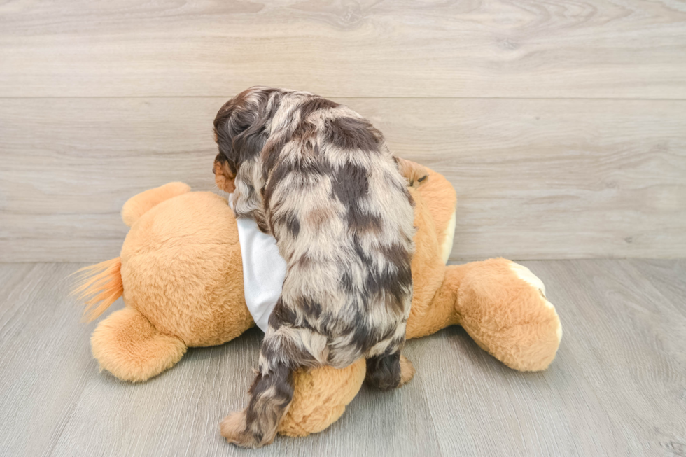 Best Cocker Spaniel Baby
