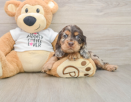 6 week old Cocker Spaniel Puppy For Sale - Florida Fur Babies