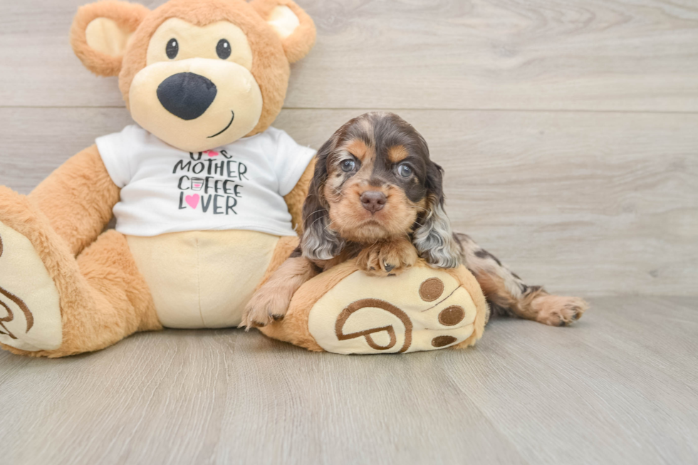 Cocker Spaniel Puppy for Adoption