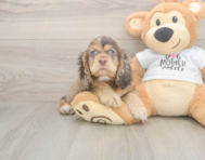 6 week old Cocker Spaniel Puppy For Sale - Florida Fur Babies