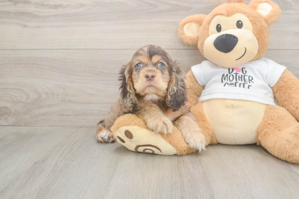 Cute Cocker Spaniel Purebred Pup